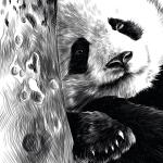 Autocollants Plage blancs à motif pandas made in France 