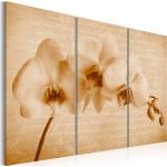Tableau toile de décoration motif orchidée vintage 60x40cm DEC110427/2