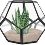 Terrariums en verre 