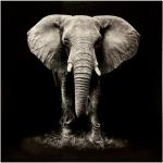Tableaux design Paris Prix noirs à motif éléphants modernes en promo 