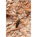 Urban Cotton Poster mural photo insecte papier - High on life insect - 79529