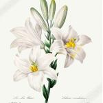 Vintage White Lily Poster - Flower Wall Art Madonna Pierre Joseph Redoute Royaume-Uni, Ue États-Unis Expédition Intérieure